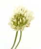 Flor, trébol blanco, Naturaleza - Please click to download the original image file.