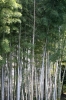 日本の竹, 植物, 緑 - 高解像度・大きいサイズのイメージをダウンロードするためにはクリックして下さい。