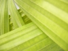 植物, 自然, 緑 - 高解像度・大きいサイズのイメージをダウンロードするためにはクリックして下さい。