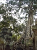 カンボジア, アンコールトム, 木 - 高解像度・大きいサイズのイメージをダウンロードするためにはクリックして下さい。