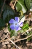 花, 紫の - 高解像度・大きいサイズのイメージをダウンロードするためにはクリックして下さい。