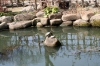 広島, 縮景園, 日本庭園 - 高解像度・大きいサイズのイメージをダウンロードするためにはクリックして下さい。