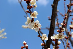 벚꽃, 봄, 하늘 - 100% 무료 고해상도 이미지 무가입 다운로드