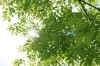 樹, Sunshine, 太陽 - Please click to download the original image file.